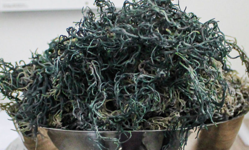 Raw Green Sea Moss